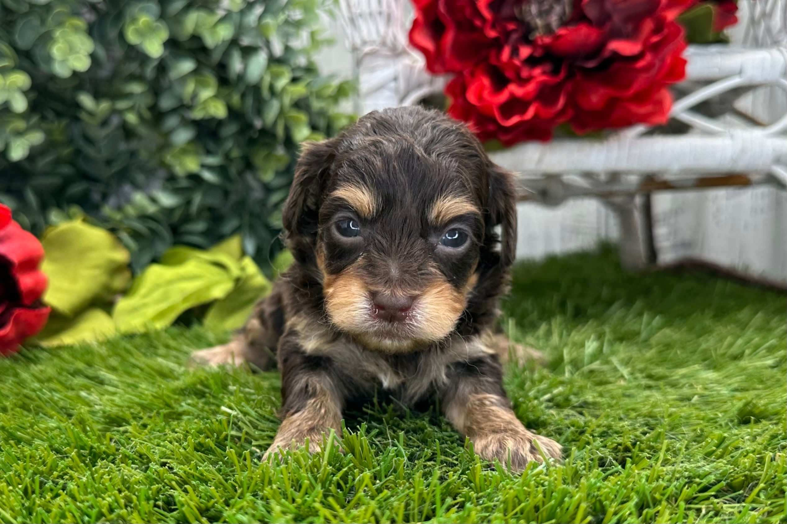 Havapoo Puppy For Sale