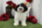 Thumbnail: Nikki | Havanese