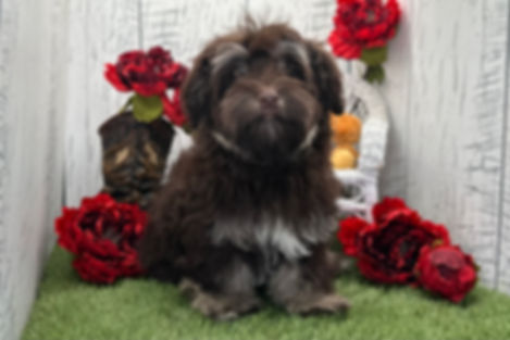 Mercury | Havanese 