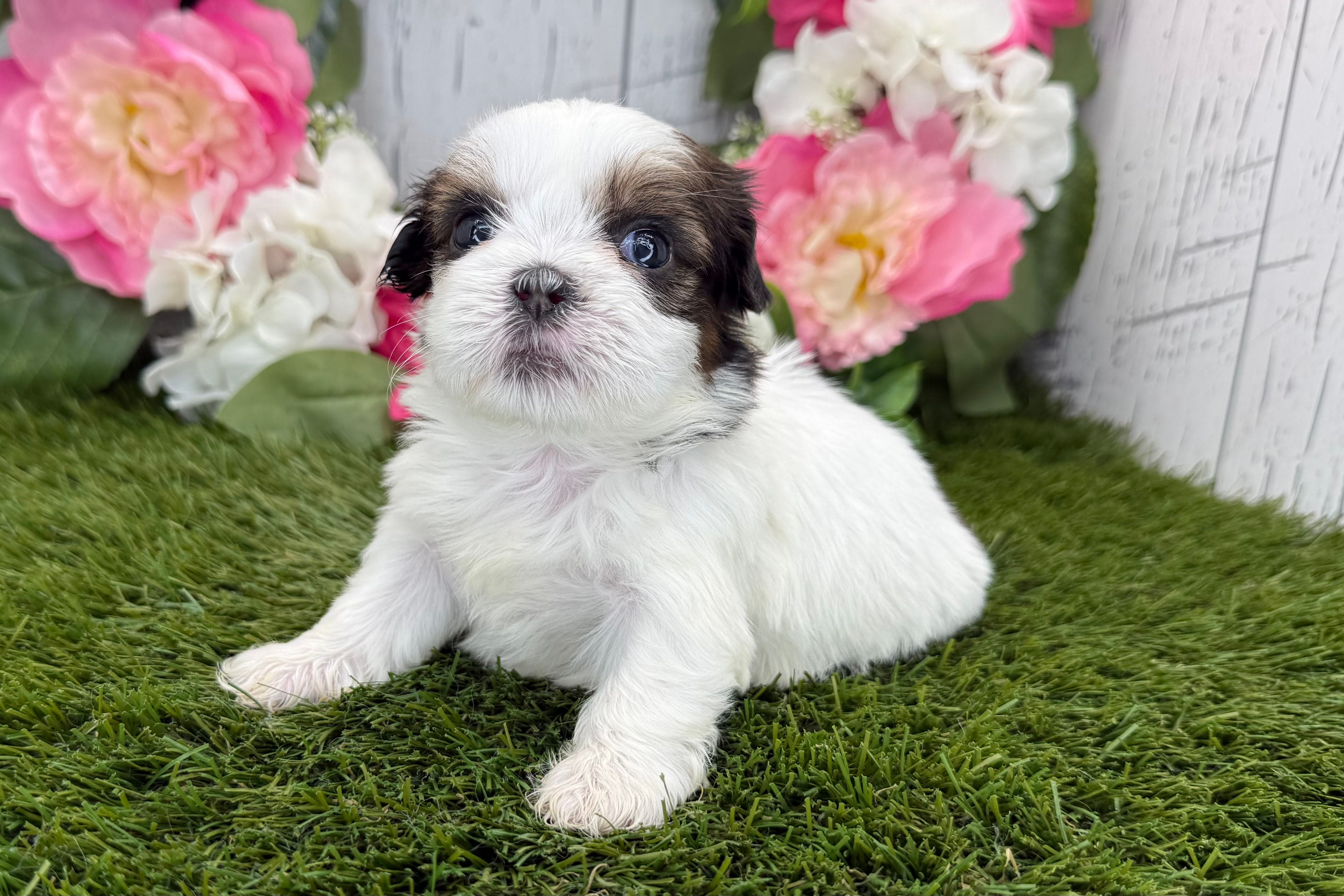 Shih Tzu puppy For Sale