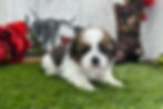 Shih Tzu Puppy For Sale Near Me
