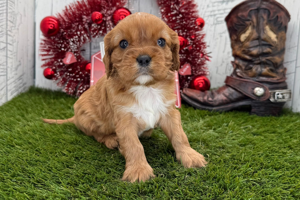 Cavalier King Charles Spaniel Puppy For Sale