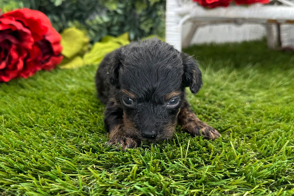 Havapoo Puppy For Sale 