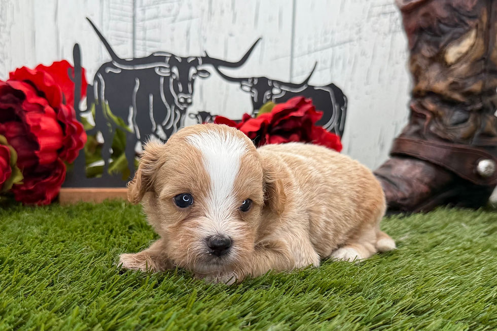 Thumbnail: Duke / Shihpoo