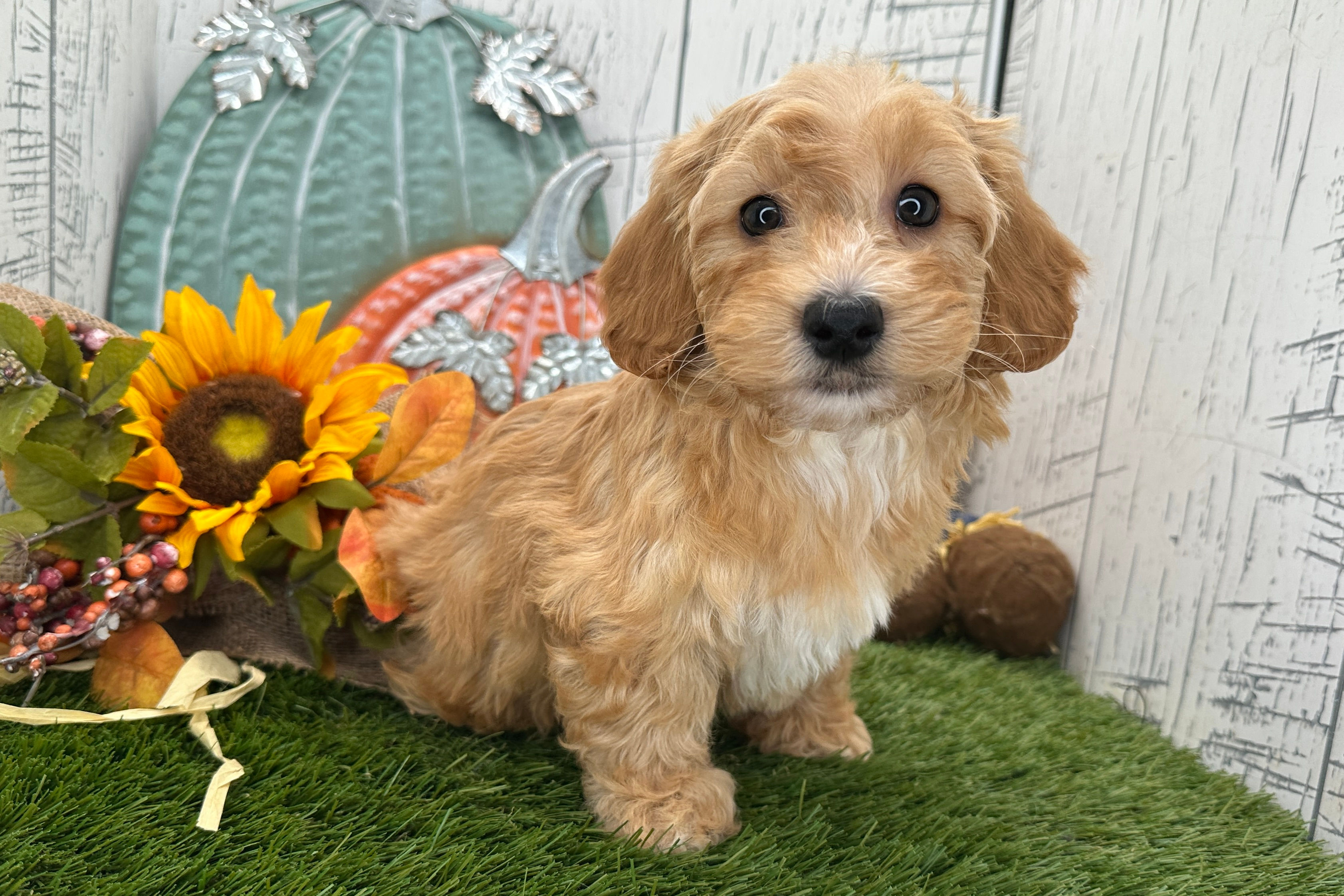 havapoo puppy for sale