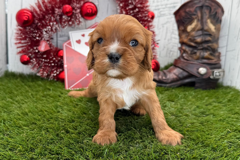 Cavalier King Charles Spaniel Puppy For Sale