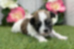 Thumbnail: Havanese puppy For Sale