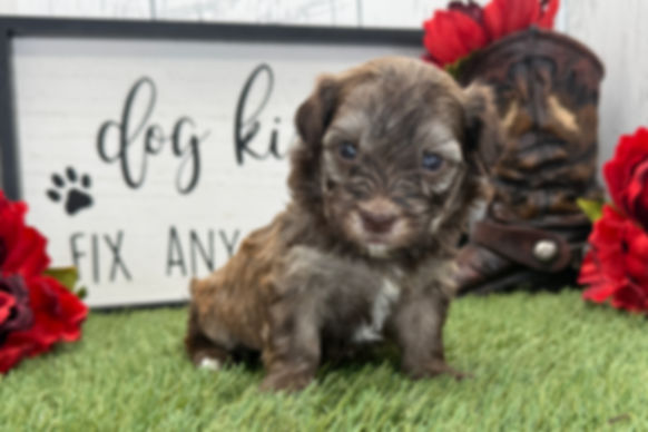Havanese puppy For Sale