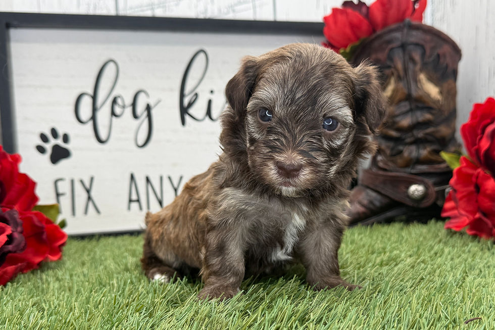 Havanese puppy For Sale