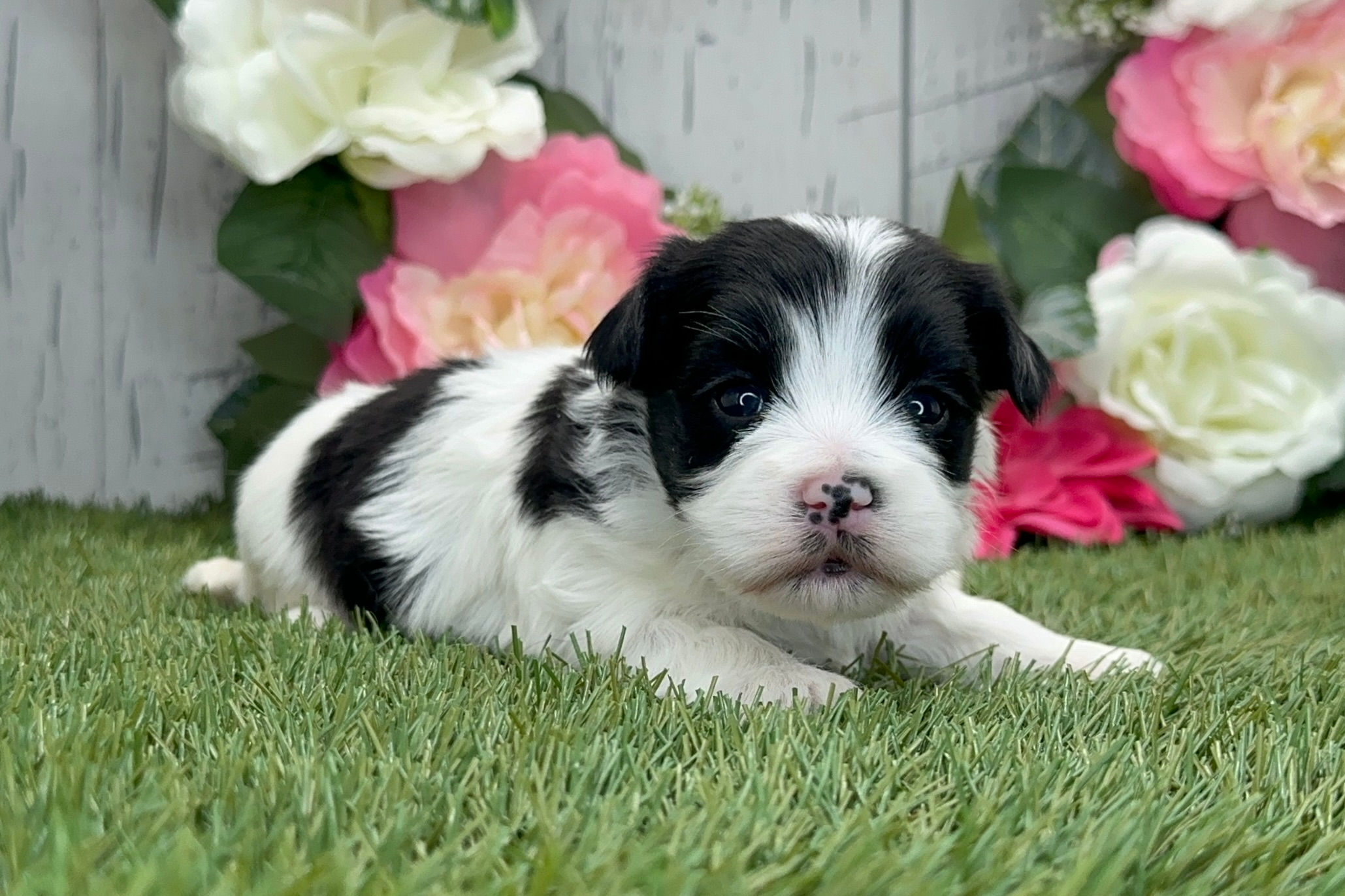 Havanese puppy For Sale