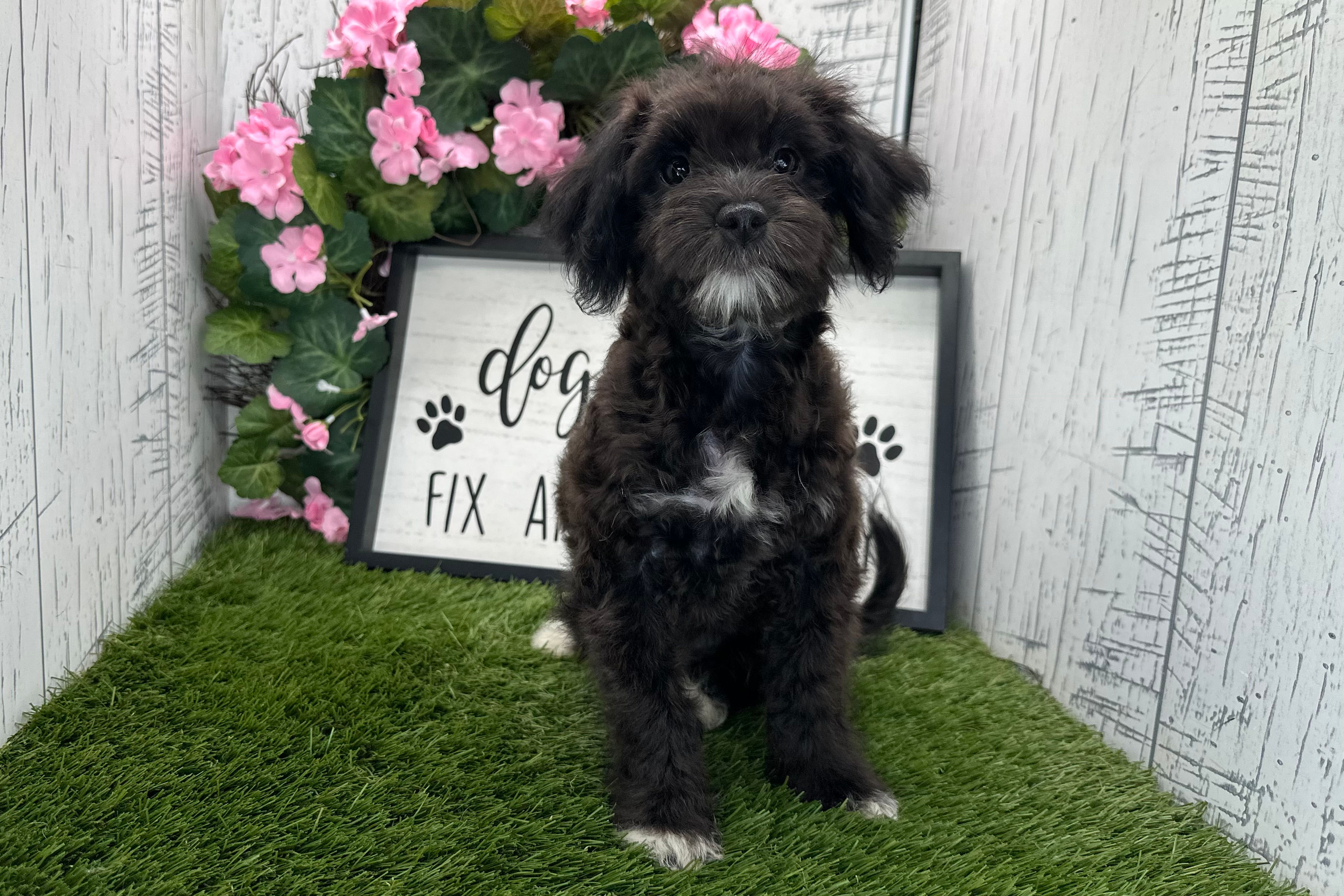 Ally | Havanese