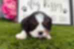 cavalier puppy for sale