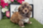 Thumbnail: Havanese Puppy For Sale