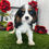 Thumbnail: Luke / Cavalier King Charles Spaniel