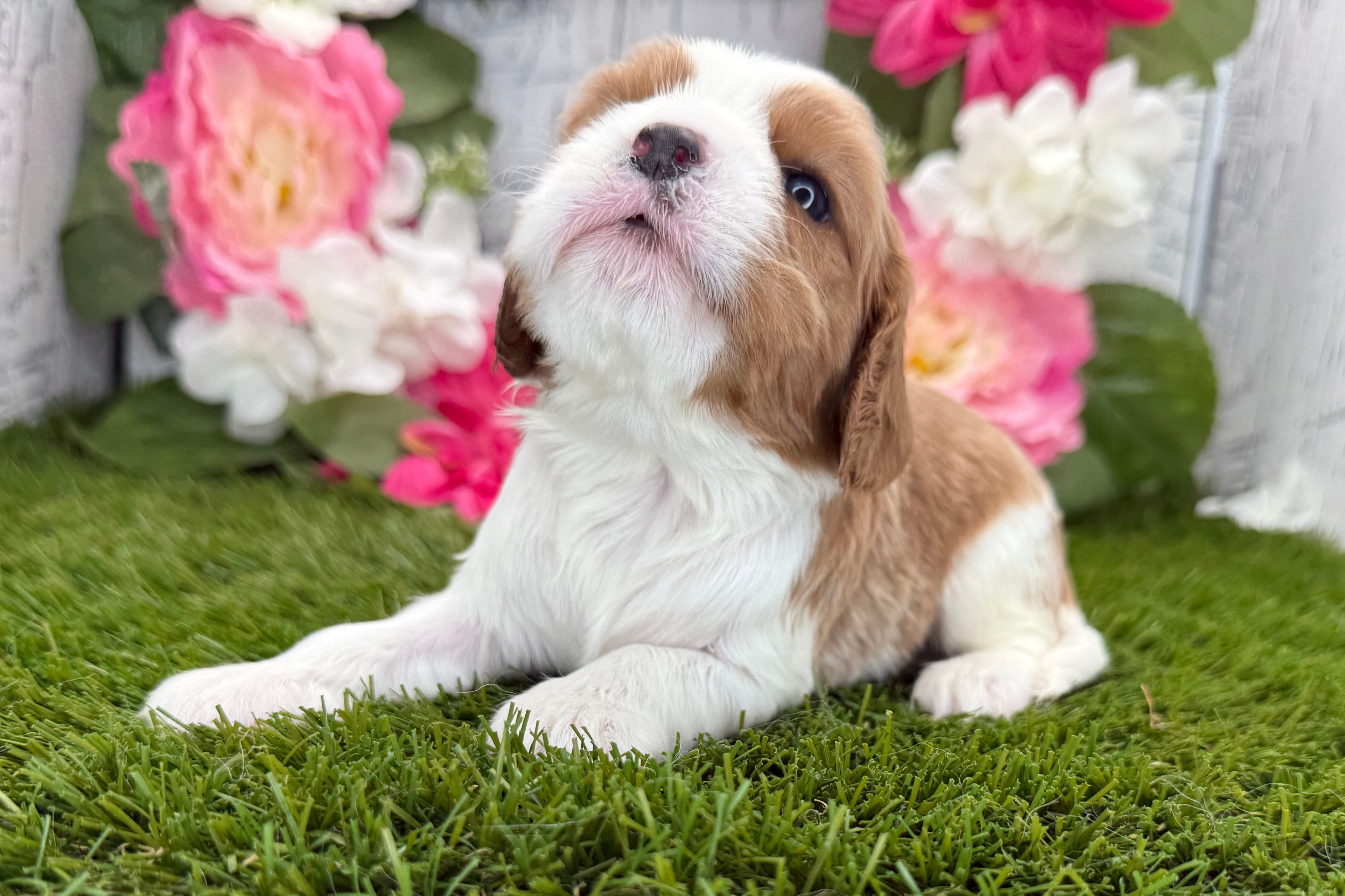 Cavalier puppy For Sale