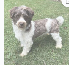 Thumbnail: Havanese Dad