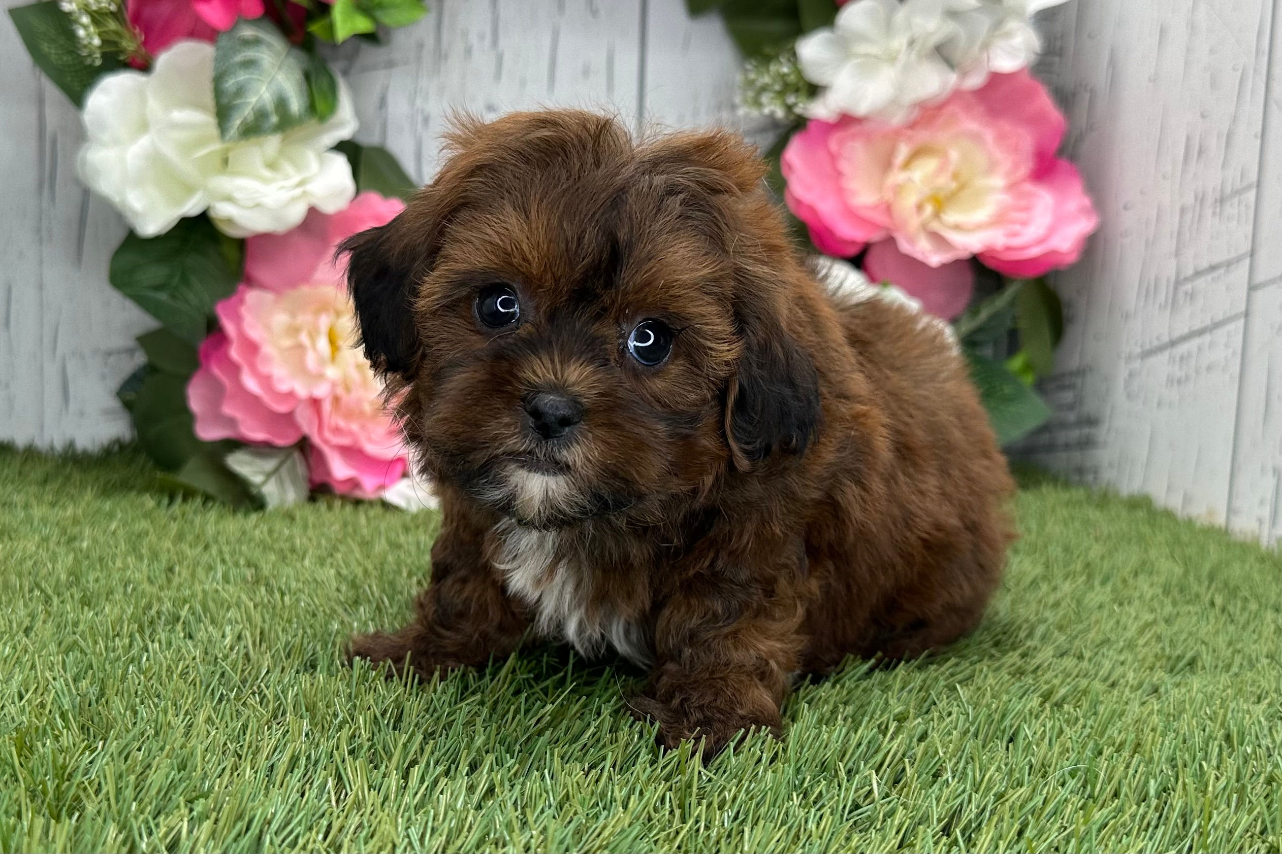 Gypsy | Shih-Tzu Puppy