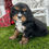 Thumbnail: Brynn / Cavalier King Charles Spaniel 