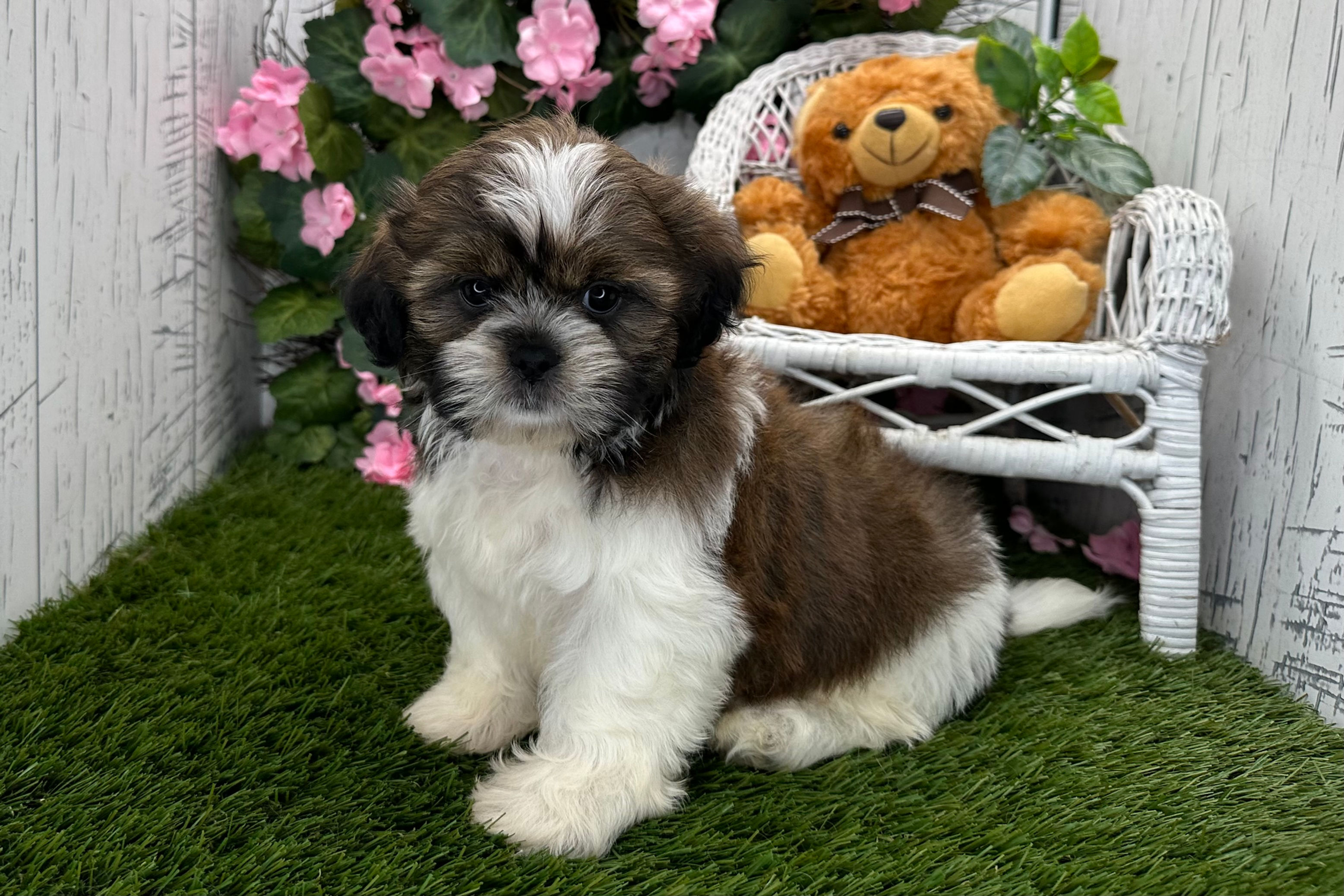 Kevin / Shih-Tzu