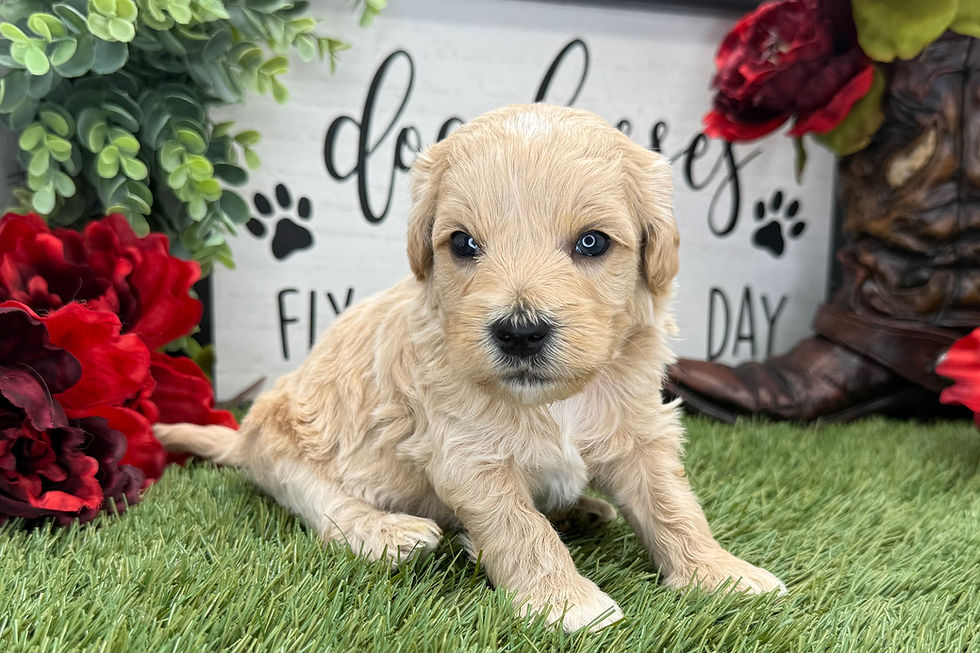 Thumbnail: Havapoo puppy for sale