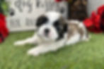 Shih-Tzu puppy For Sale