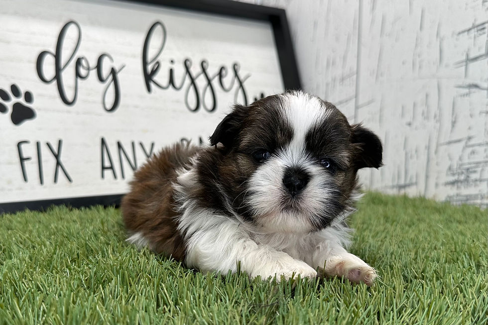 Shih Tzu Puppy For Sale 