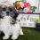 Thumbnail: Tyler / Shih Tzu