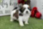 Shih-Tzu puppy For Sale