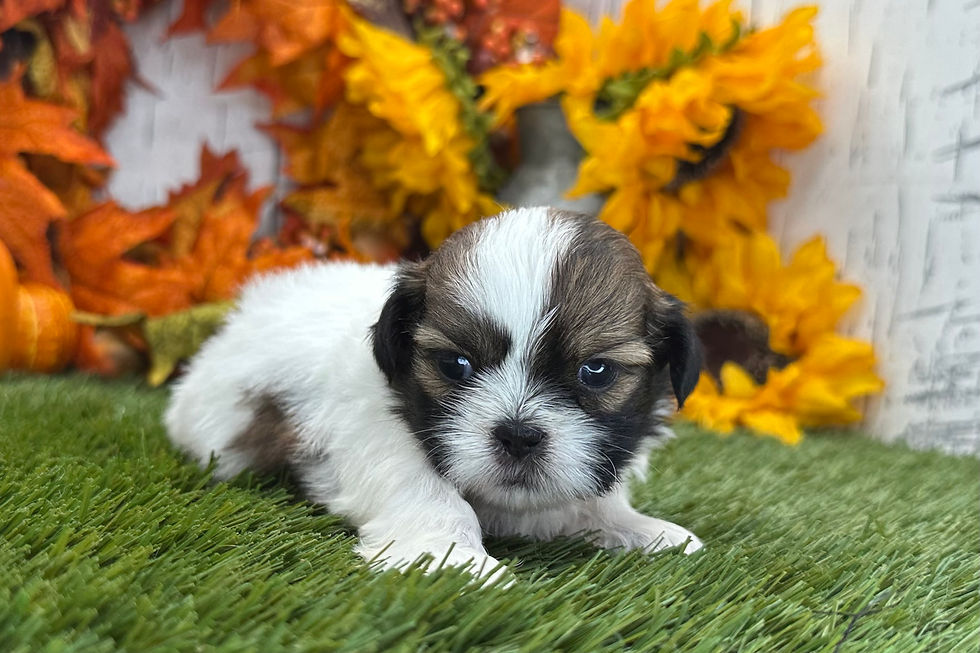 Thumbnail: Shih Tzu Puppy