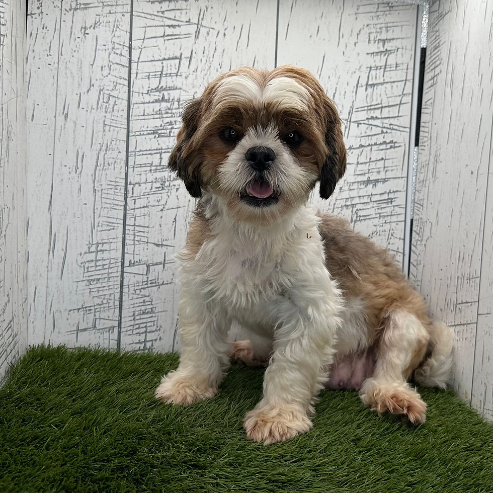 Thumbnail: Shih-Tzu Mom