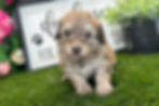 Havanese Puppy For Sale