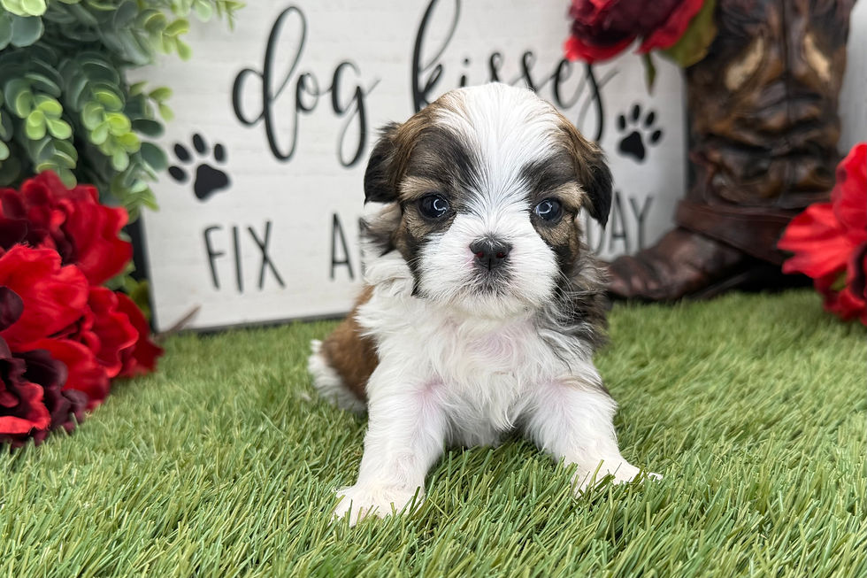Shih Tzu puppy For Sale