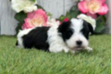 Havanese puppy For Sale