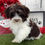 Thumbnail: Dude / Havanese