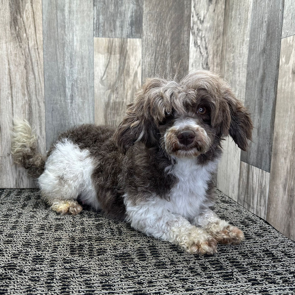 Thumbnail: Havapoo Mom