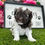 Thumbnail: Havanese Puppy For Sale