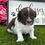 Thumbnail: Havanese Puppy For Sale 