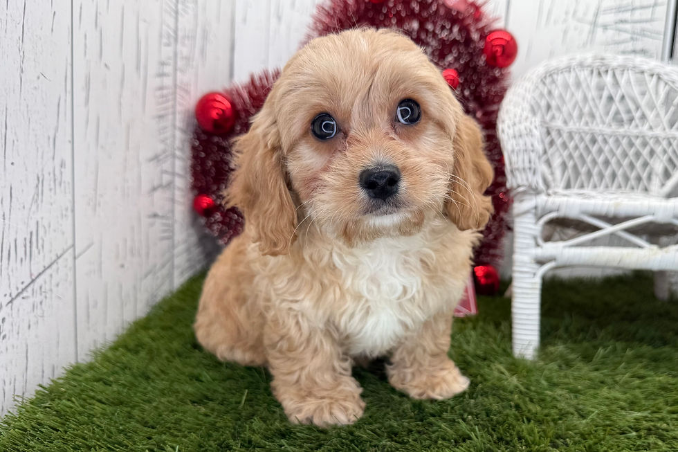 Cavapoo Puppy For Sale