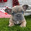 Thumbnail: Asha / French Bulldog