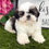 Thumbnail: Kingston / Shih Tzu