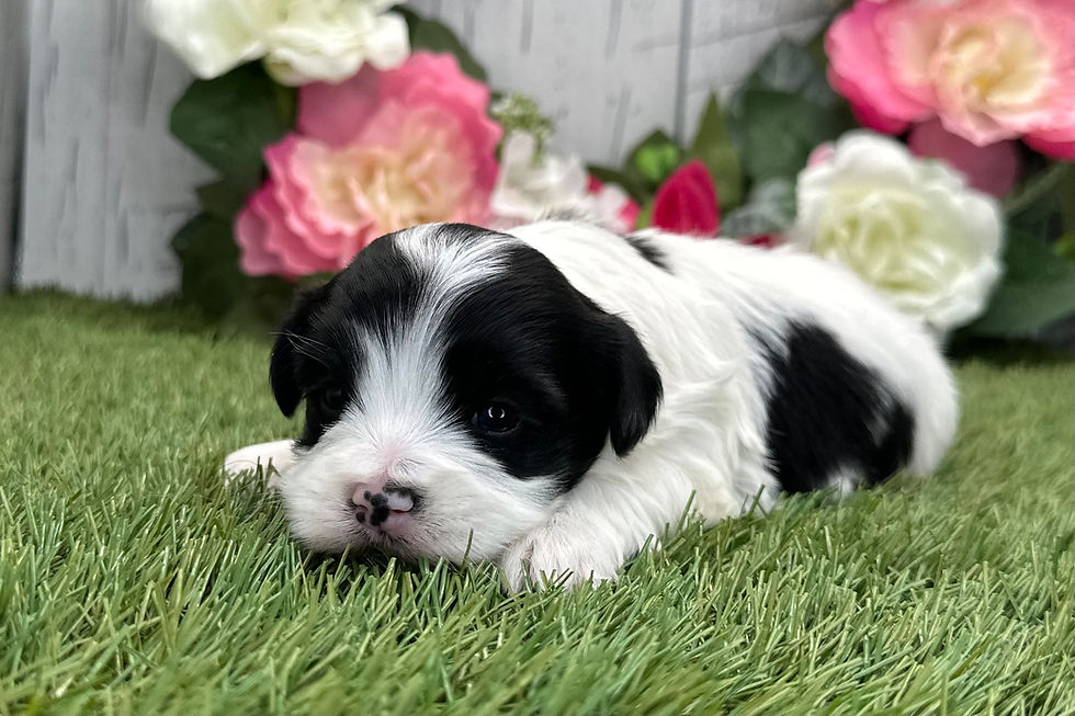 Thumbnail: Havanese puppy For Sale