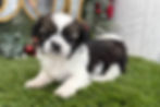 Shih Tzu puppy For Sale