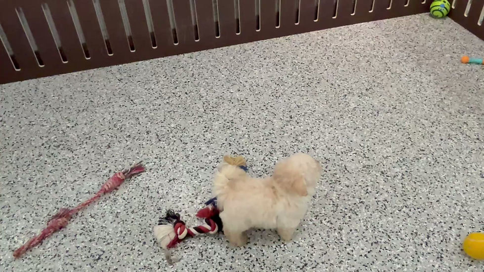 Thumbnail: Benjo | Havapoo Puppy