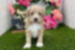 Thumbnail: Havapoo puppies For Sale