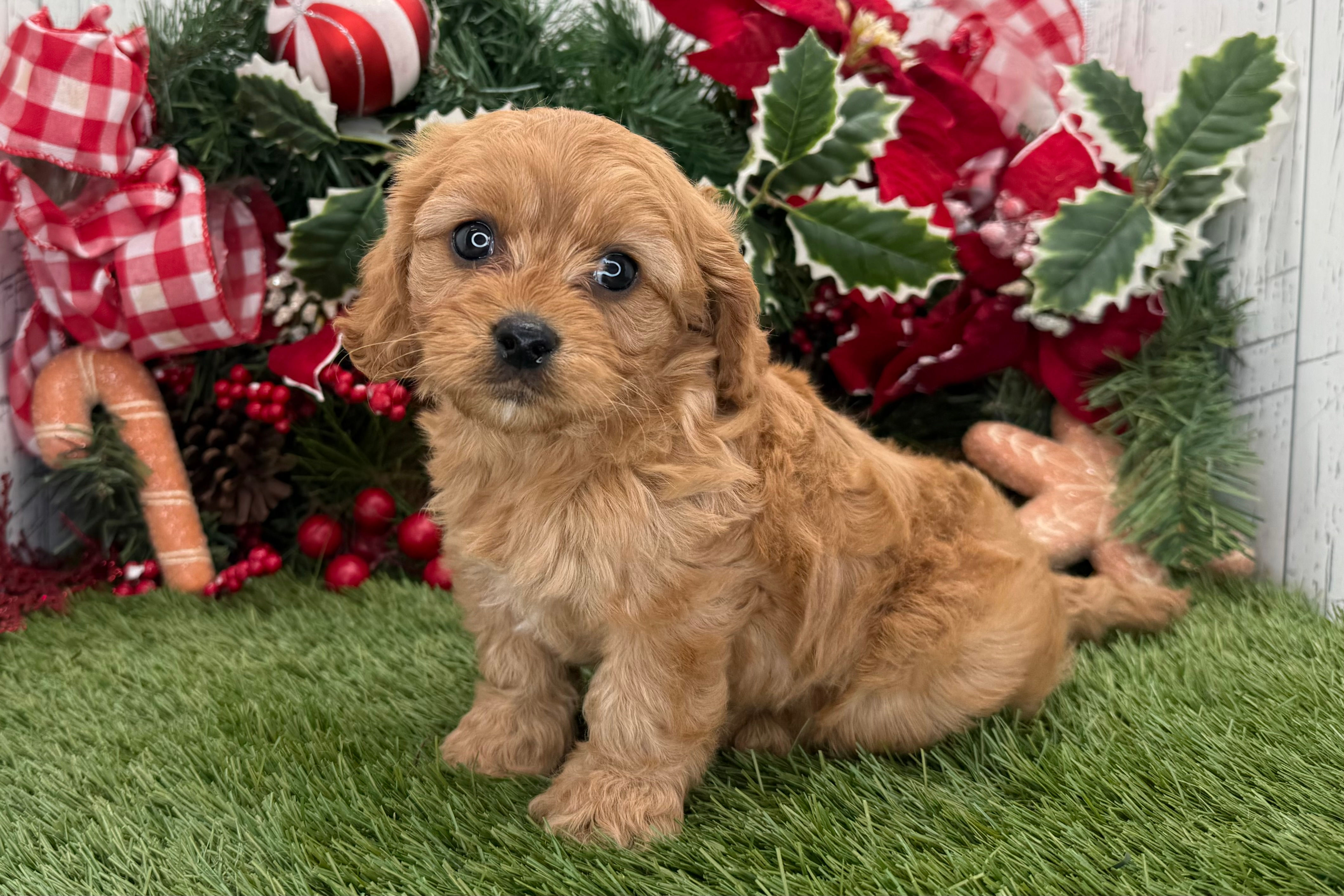 Cavapoo puppy for sale