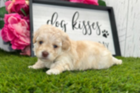 Havapoo puppies For Sale