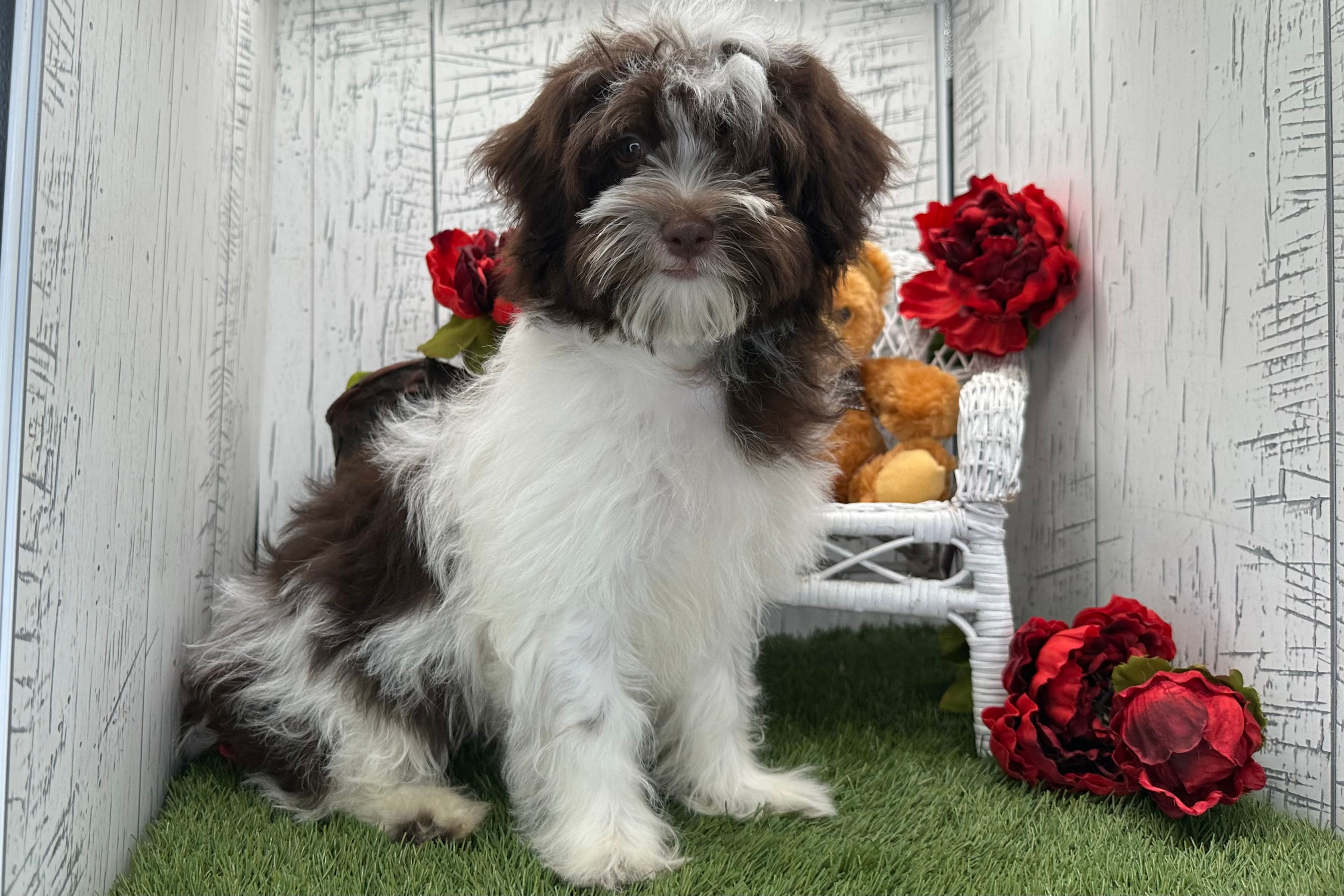 Maverick | Havanese