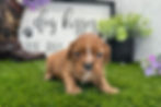 Cavalier King Charles Spaniel Puppy For Sale