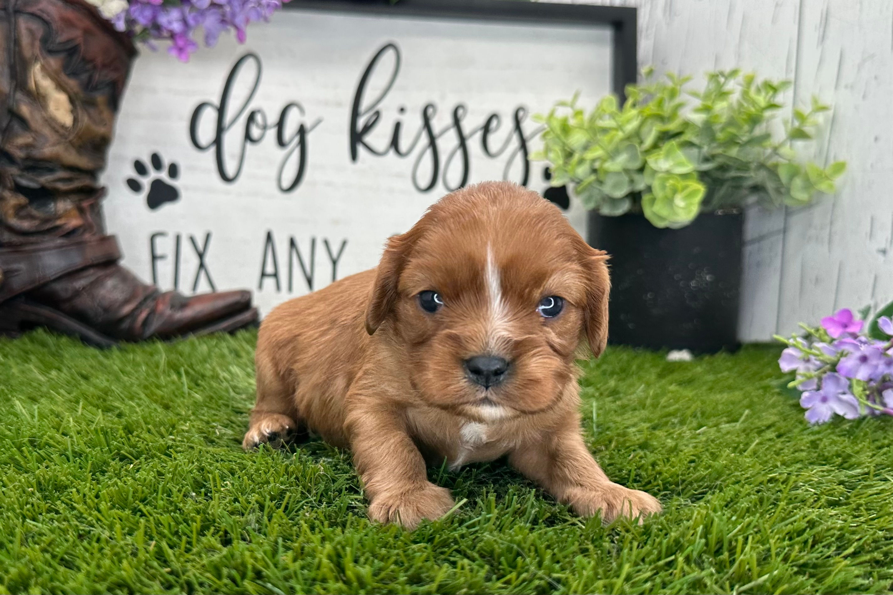 Cavalier King Charles Spaniel Puppy For Sale