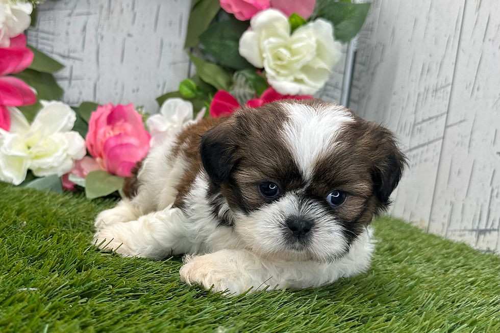Thumbnail: Shih-Tzu puppy For Sale